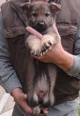 S Litter Dk green collar sable male 7.5 wks