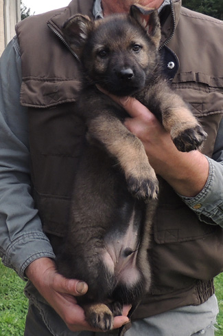 S Litter Lime collar blk sable male 7.5 wks