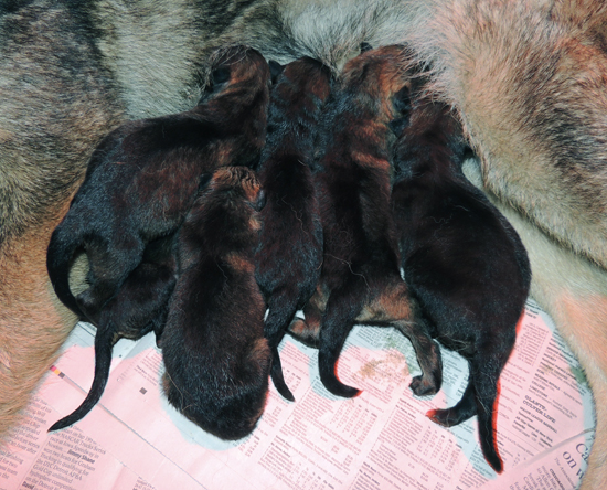 Utalia Ivo S Litter Newborn 2