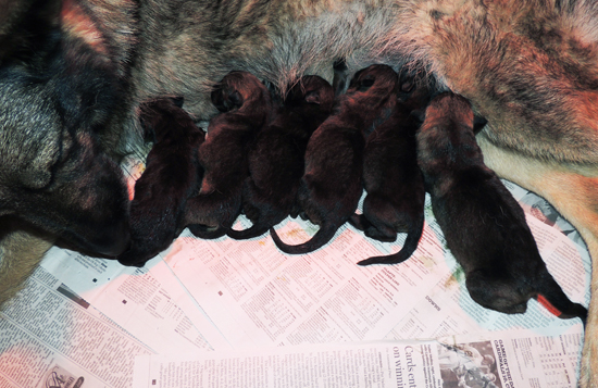 Utalia x Ivo S Litter Newborn 3