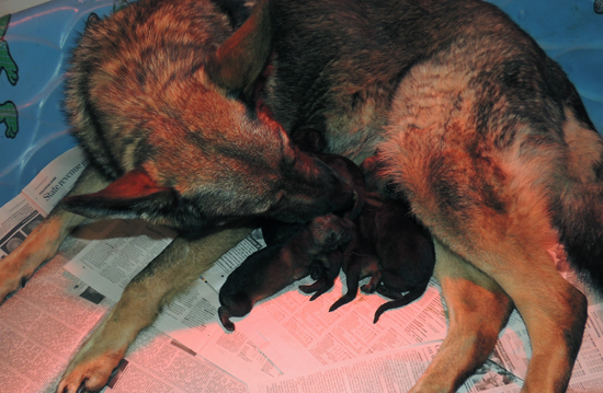 Utalia Ivo S Litter Newborn