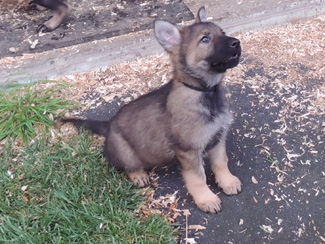 S Litter black collar sable male 7.5 wks