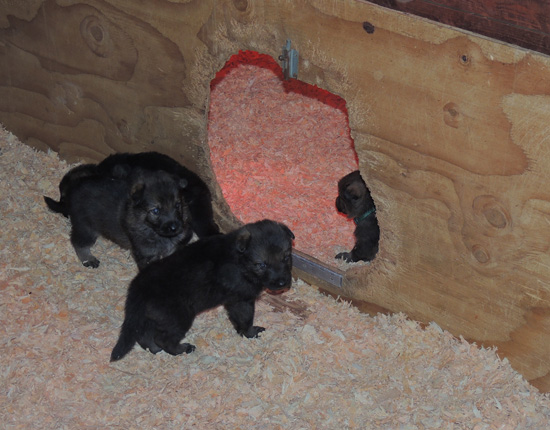 Utalia Ivo S LItter outside kennel