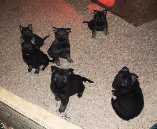 Utalia Ivo S Litter 6 wks