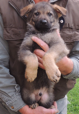 S Litter Blue collar male 7.5 wks