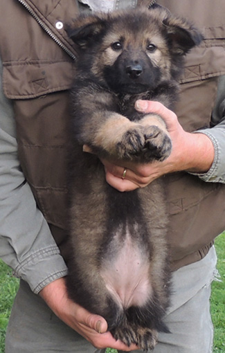 S Litter Long Coat blk sable female