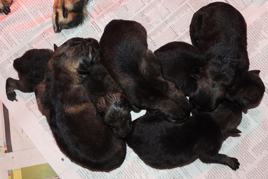 Utalia Ivo S Litter Newborn 1