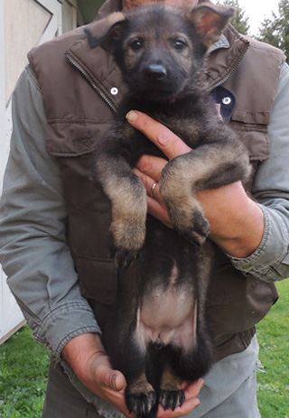 S Litter Pink collar blk sable female