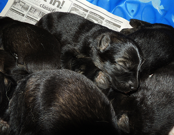 Yulia Mango L LItter 6 days 4