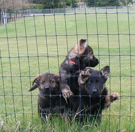 V Litter pups Helga x Dino