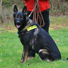 Wuff Jager 24 mos SAR DOG
