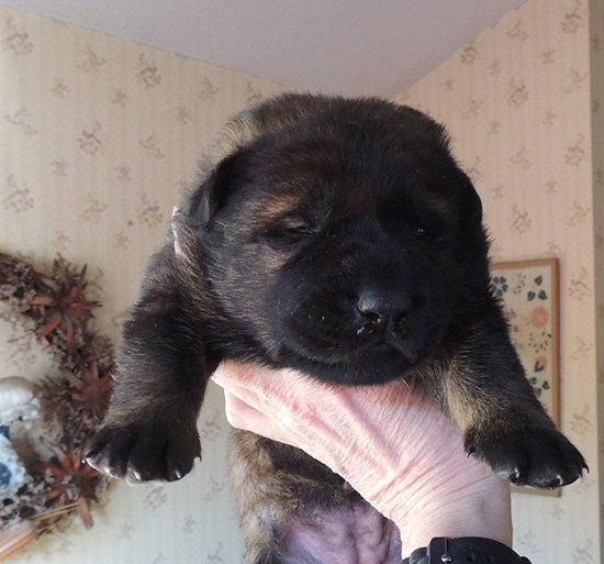 Wulfa 12 days old