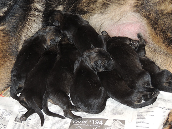 X Litter 24 hrs old