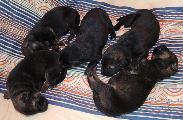 X Litter boys 4 days 1