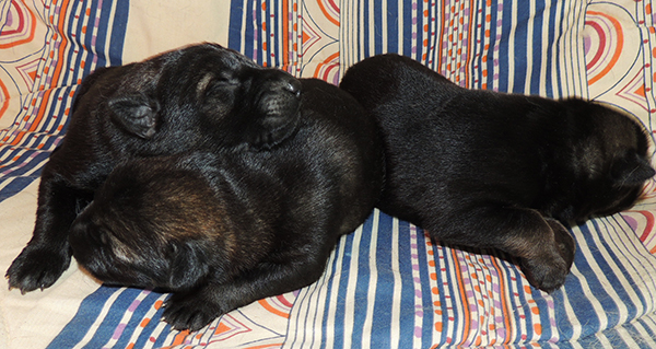 X Litter girls 4 days2