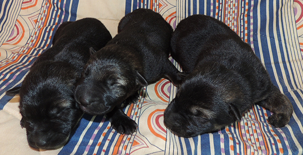 X litter girls 4 days1