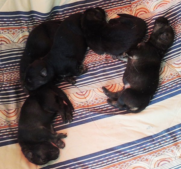 X Litter boys 4 days 2