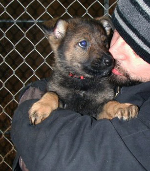 Xenna Ivo Red collar Female 6.5 wks