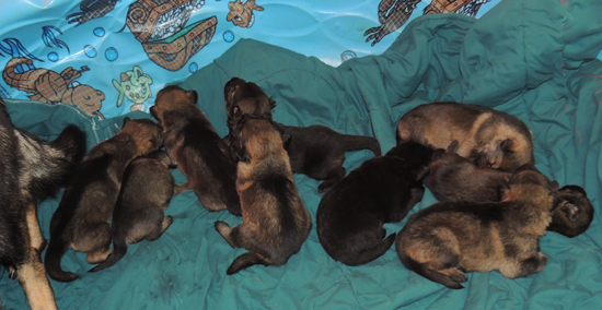 Xenna Ivo U LItter 16 days 2