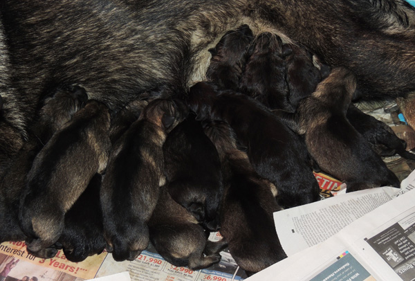 Xenna x Ivo U LItter Newborns