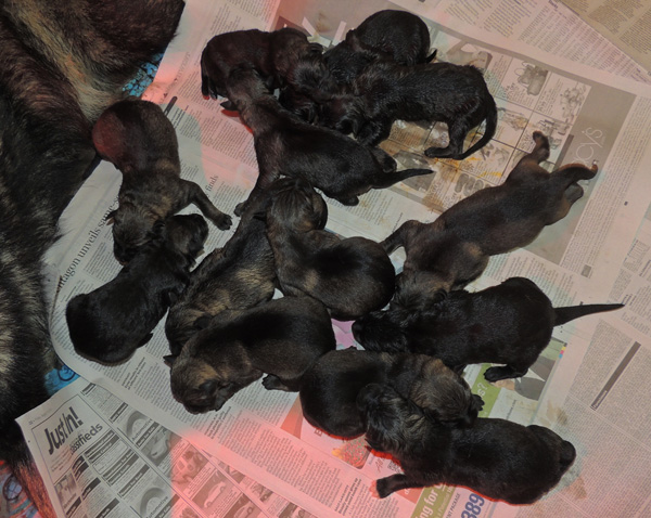 Xenna Ivo Newborn 13 pups U LItter
