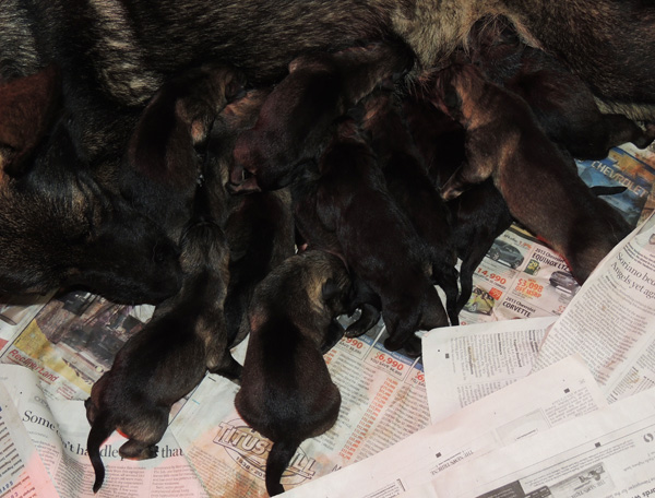 Xenna x Ivo's Newborn U LItter