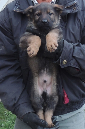 Utalia Ivo lt blue collar male 7 wks