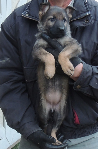 Utalia Ivo Pumpkin collar dark sable fe @ 7 wks