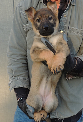 Xenna Ivo Orange collar female 9.5 wks