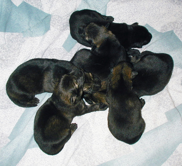 Xenna Ivo X Litter 3 days