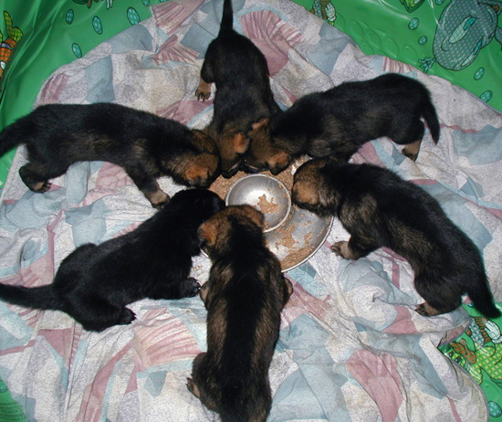 Xenna Ivo Y Litter 3 wks_550w