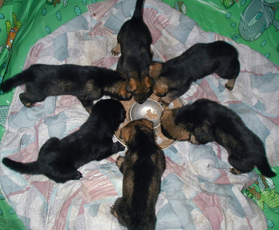 Xenna Ivo Y Litter 3 wks