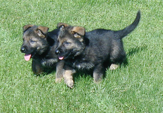 Y LItter Dark Green and Lime collar males