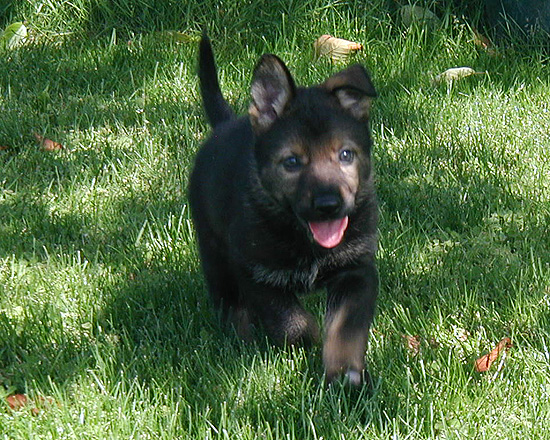 Y Litter orange sable female 5.5 wks