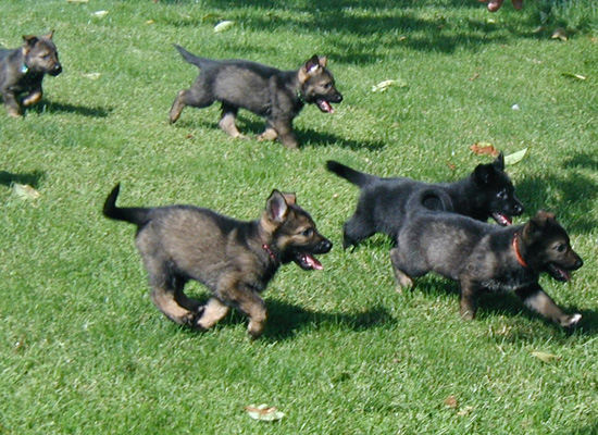 Y Litter_5.5 wks