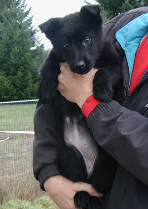 Xenna Ivo blk female300w_3.5 mos 