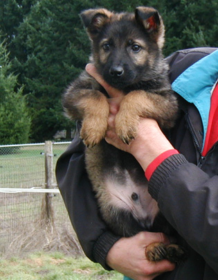 Xenna Ivo blk sable male_300w royal blue collar3.5 mos