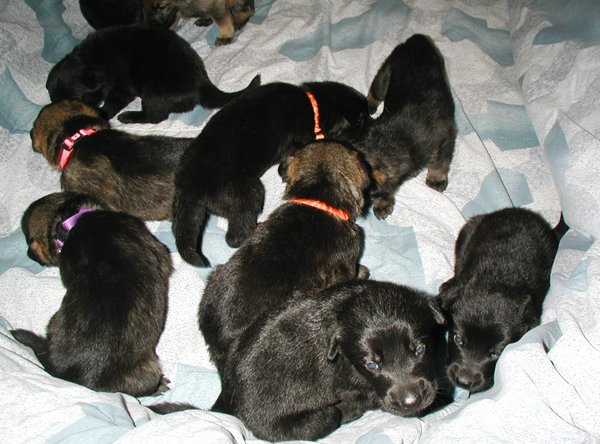 Xenna Lux kids at 19 days_11 pups