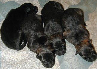 Xenna Lux females 2 days