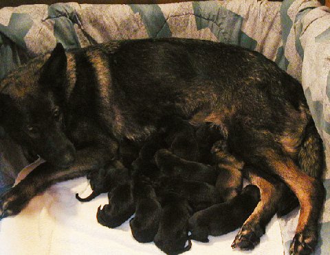 Xenna with Lux pups 2 days old