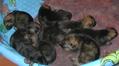 Xenna x Ivo litter 2 weeks