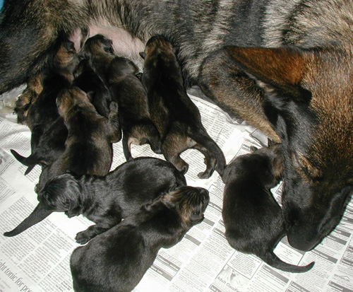 Xenna x Ivo 1st Litter 8 hrs old