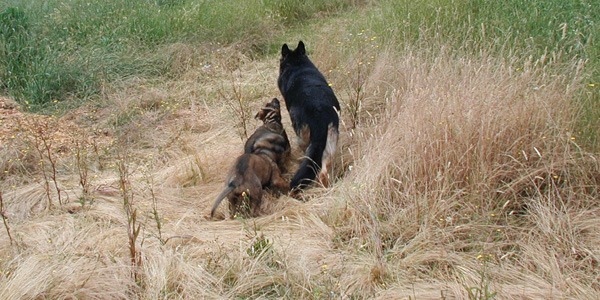 Yaskia and Yulia 10.5 wks with Xena