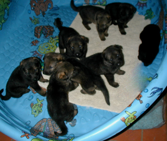 Yumi Lord pups