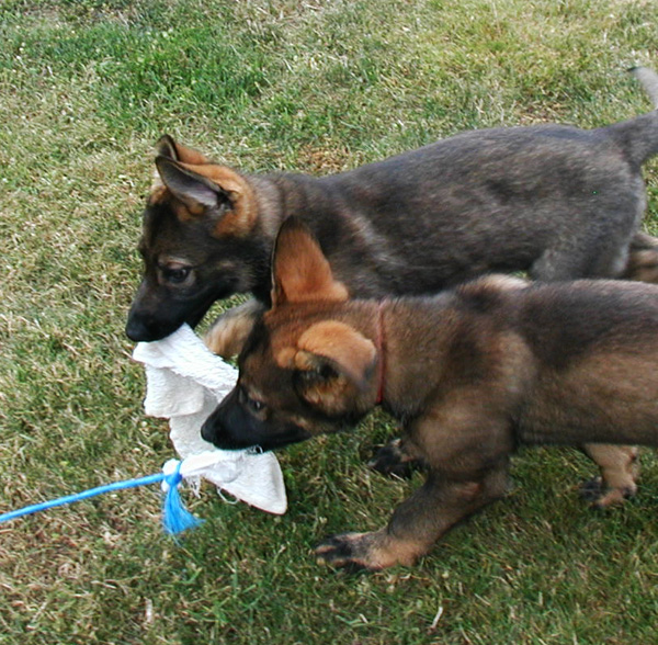 Yulia and yaskia 10.5 weeks old