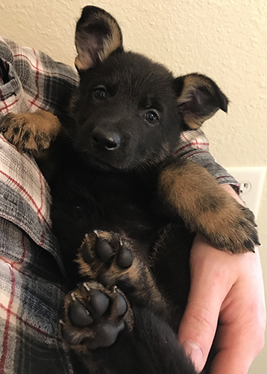 Yellow Collar Female 6.5 wks