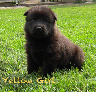 Yellow Girl 4 wks