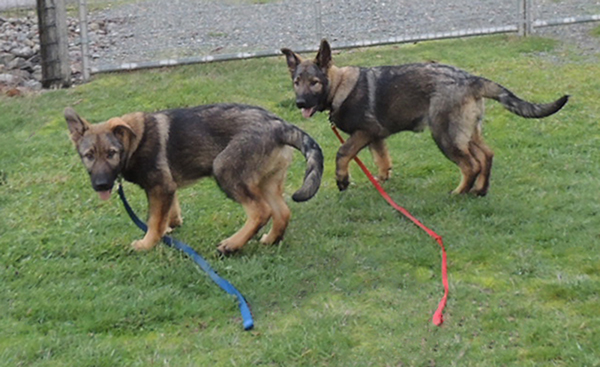 Yellow collar male and pink collar female