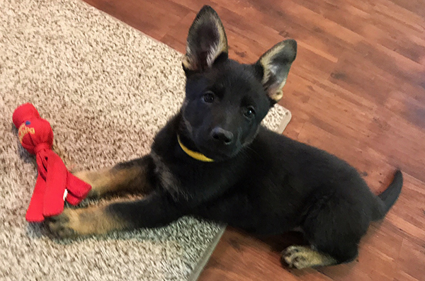 Yellow Collar female 8 wks