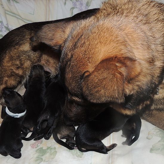 Yeltsa Gerry L Litter Newborns 3